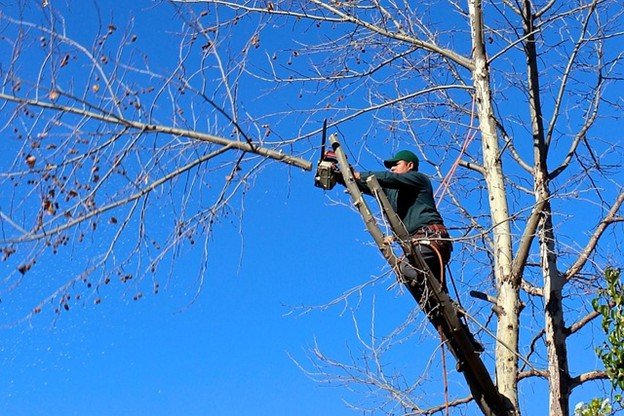 Overgrown tree canopy with dense branches before professional tree trimming and pruning service in Kirkwood, MO.