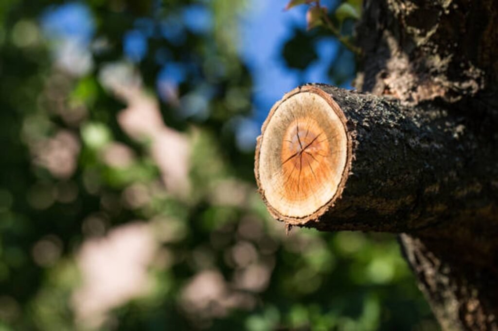 Freshly pruned tree branch showing clean, professional cuts made during expert tree trimming and pruning services by Kirkwood Tree Service