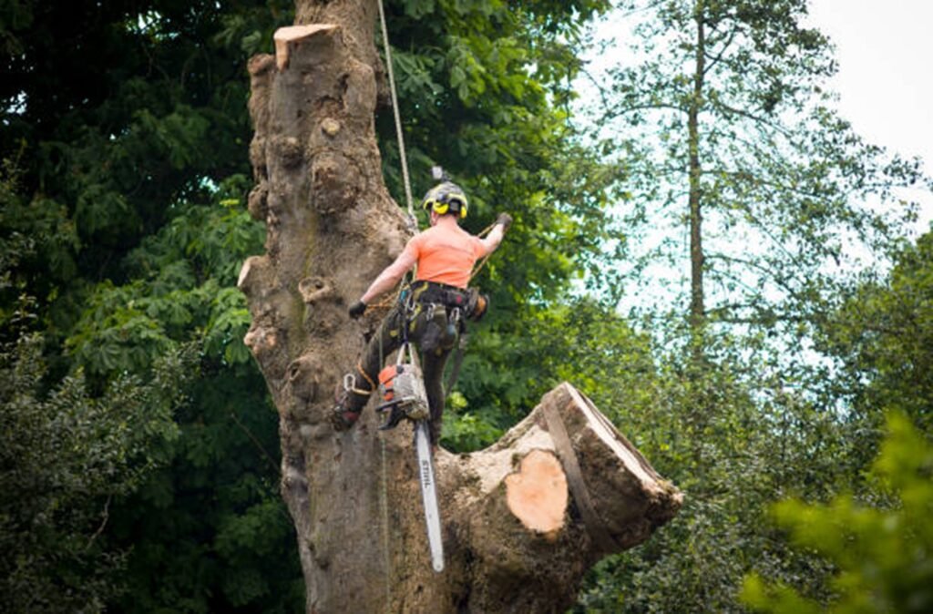 Certified arborist safely removing a large tree using climbing gear and a chainsaw during a residential tree removal project in Kirkwood, MO.