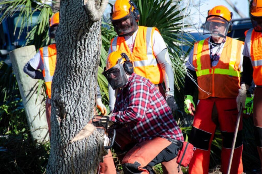 Professional tree removal crew safely cutting down a residential tree using chainsaws and protective safety equipment in Kirkwood, MO.