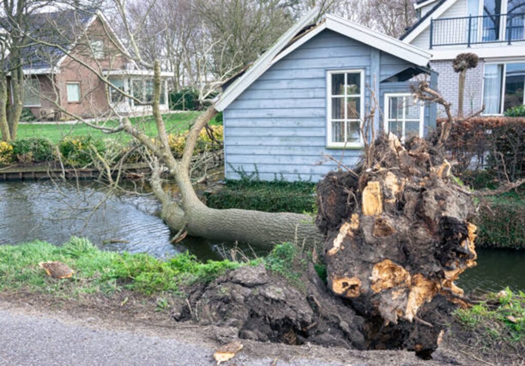 Large uprooted tree lying beside a residential property after severe storm damage, requiring professional cleanup in Kirkwood, MO.