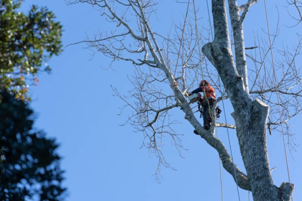 Professional arborist safely removing a large tree using climbing equipment during a residential tree removal project in Kirkwood, MO.