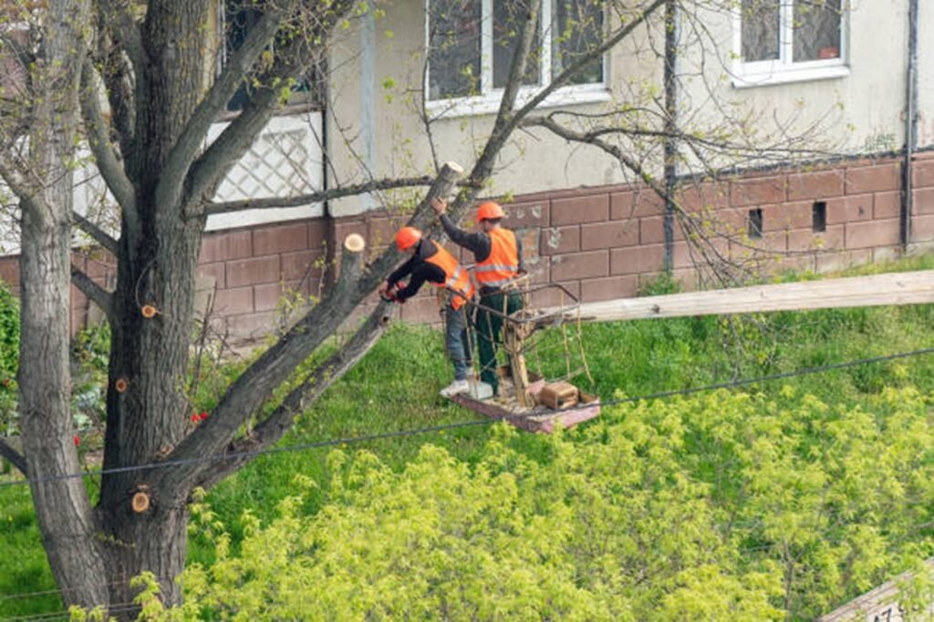 Professional tree trimming crew using an aerial lift to prune large tree branches at a residential property in Kirkwood, MO.